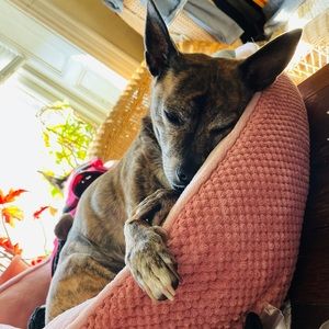 Meet your Posher, Meredith